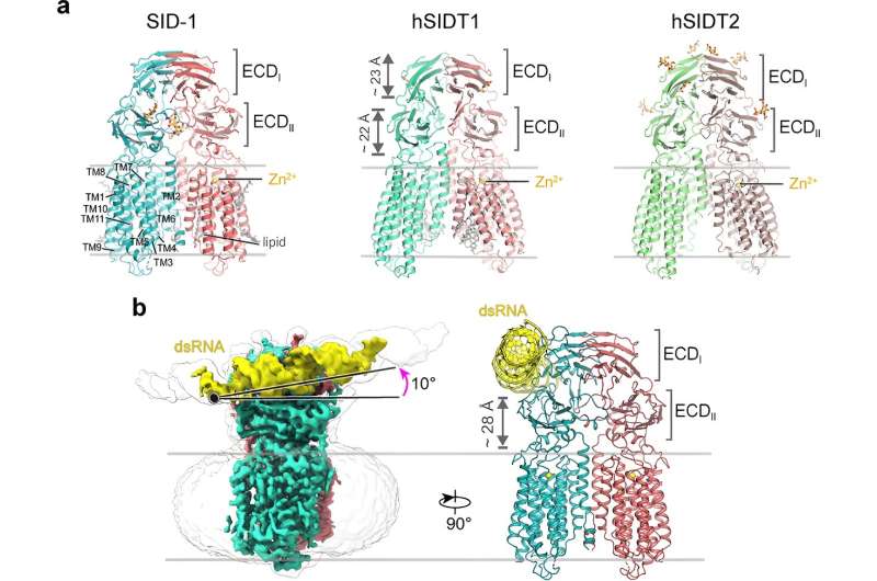 SID-1: How RNA Interference Works in Biological Systems