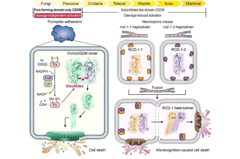 Cleavage-Independent Gasdermin Activation: Novel Mechanisms Revealed