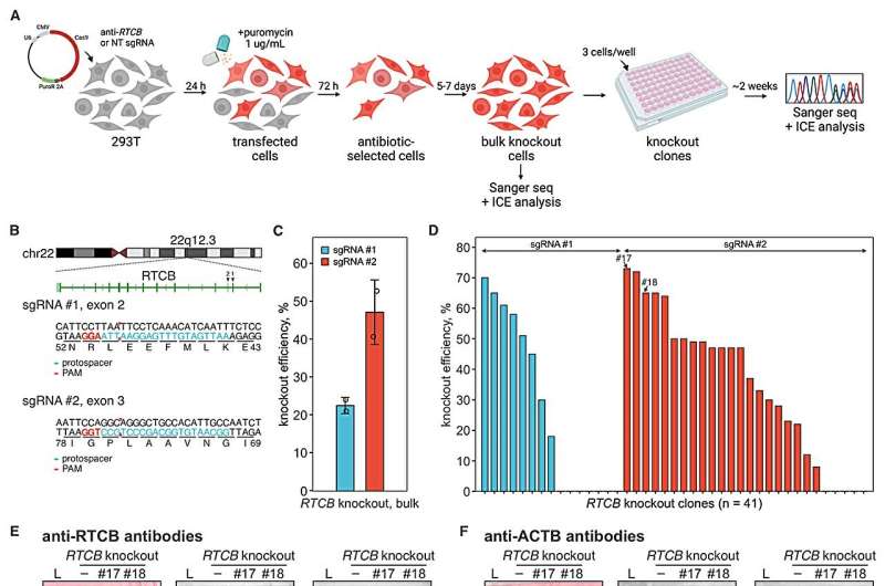 RNA Editing Research: Potential Treatments for Genetic Diseases