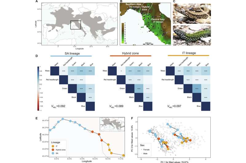 Evolutionary Insights from Wall Lizards: Morphology, Coloration & Adaptation