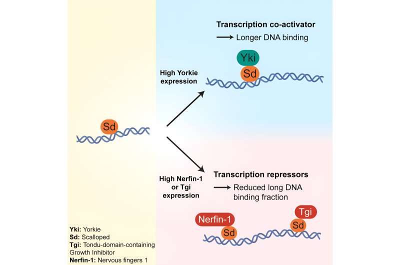 Fruit Flies: Unlocking Secrets of Organ Development, Tissue Growth & Cancer