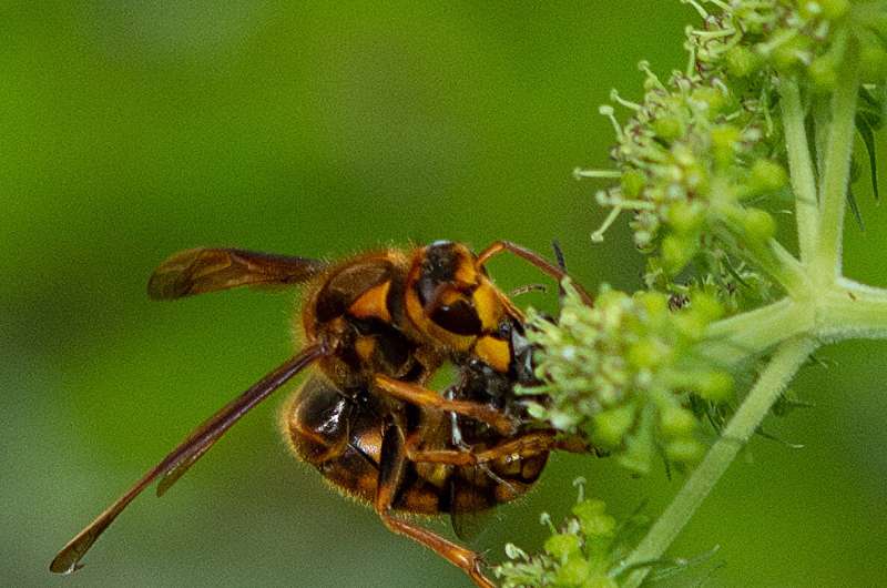 Hornet Pollination: New Research Reveals Key Role in Angelica Species Reproduction