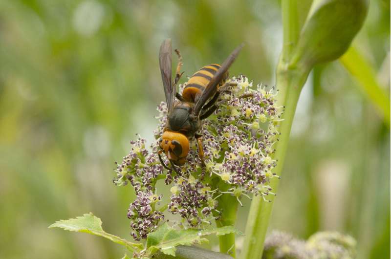 Hornet Pollination: New Research Reveals Key Role in Angelica Species Reproduction