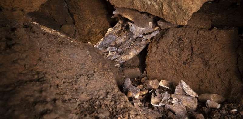 Unearthing History: Two-Year Expedition Reveals Extraordinary Fossil