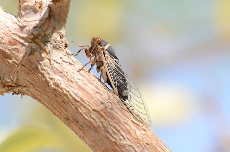 Las Vegas Cicadas: Meet the Apache Cicada – A Surprising Spring Sound