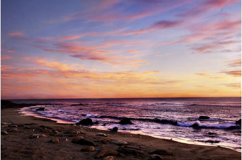 Walrus Dies of Bird Flu in Arctic – First Case Reported