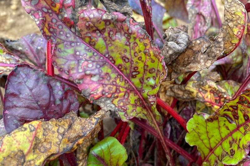 UV Light: A Natural Solution for Beet Disease & Fungicide Resistance