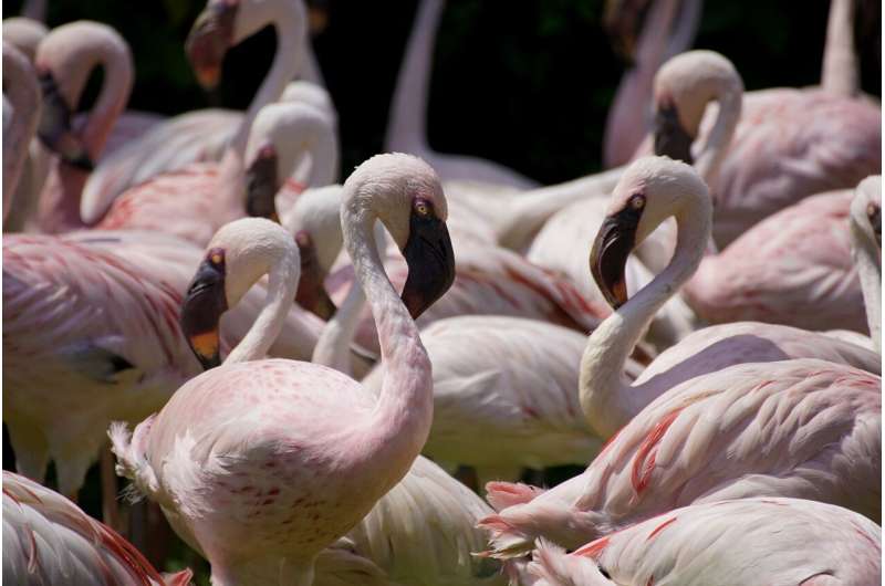 Flamingo Return to Everglades: A Sign of Hope for Florida s Ecosystem?