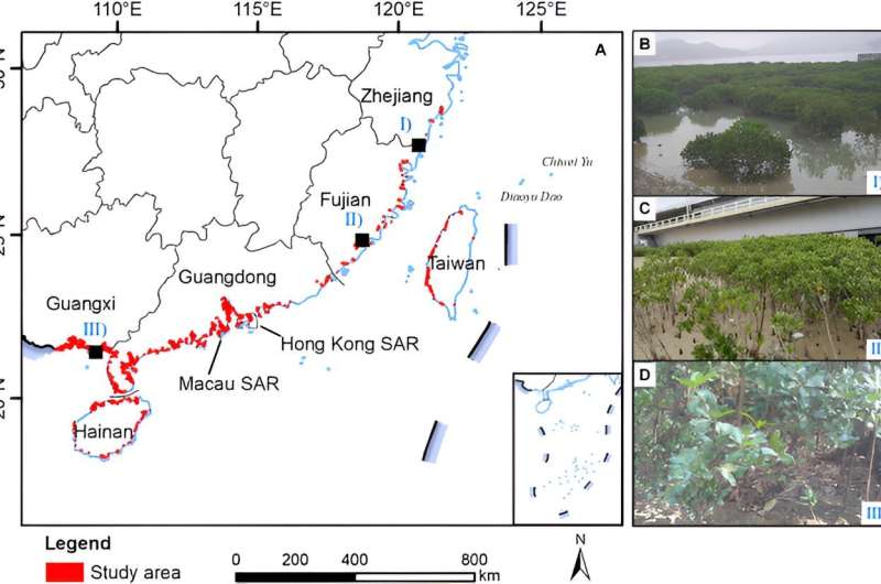 Satellite Mapping Advances Mangrove Conservation in China
