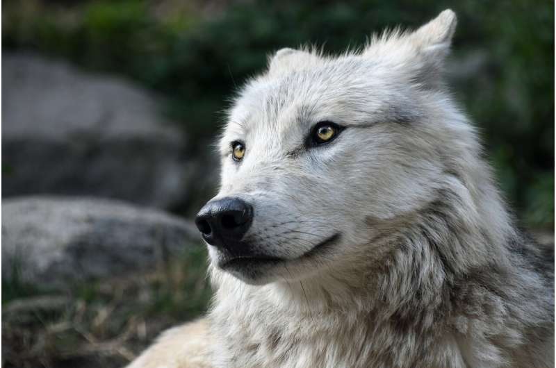 Colorado: Fourth Wolf Attack Confirmed in Grand County - Colorado Parks & Wildlife