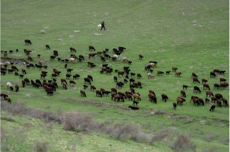 Hissar Sheep: Tajikistan s Climate-Resilient Livestock Solution