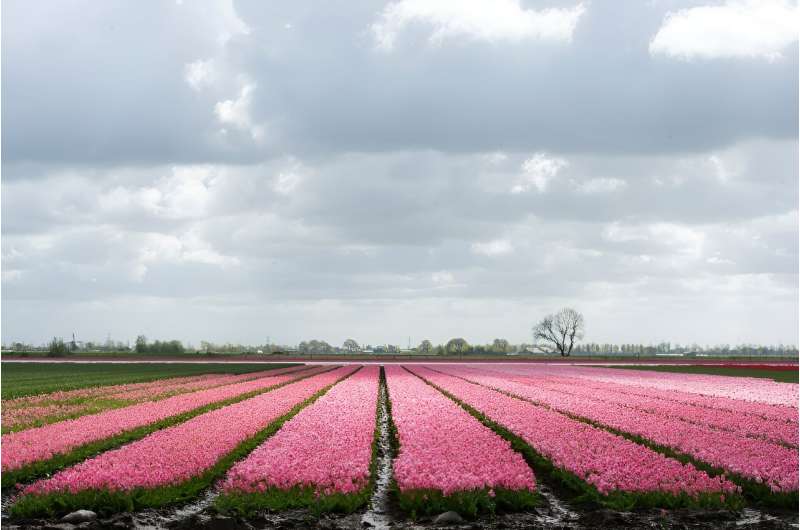 Climate Change & Brexit Impact Dutch Tulip Industry