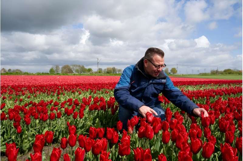 Climate Change & Brexit Impact Dutch Tulip Industry