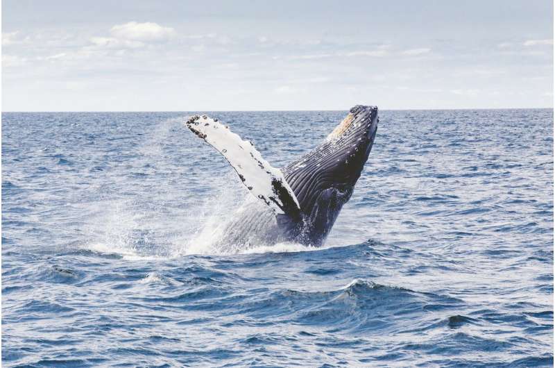 Humpback Whale Migration: Mexico Encounters & Global Research Needs