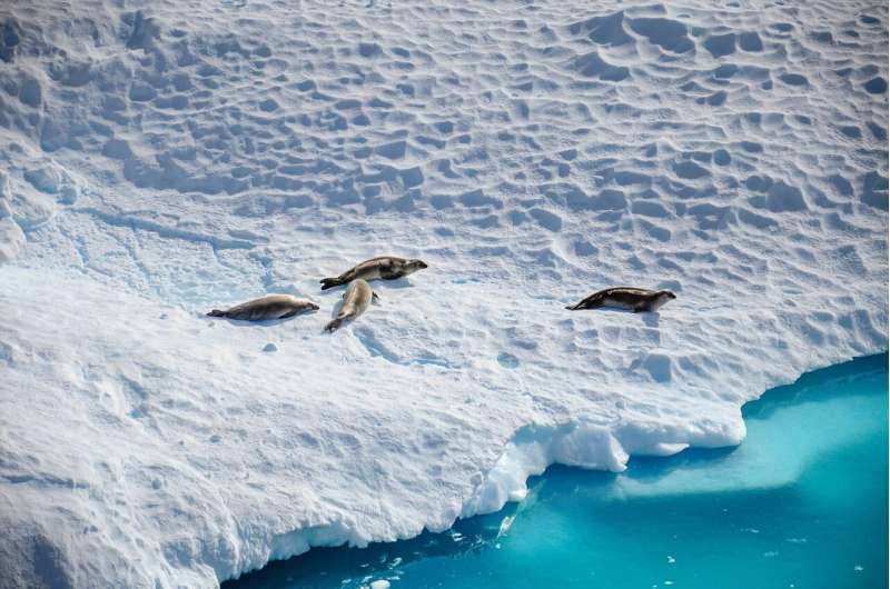 Antarctic Ozone Hole Persistence Threatens Wildlife – New Research