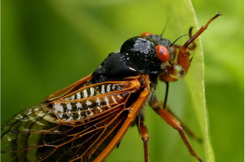Periodical Cicada Emergence: Brood X & Rare Double Bloom Across America
