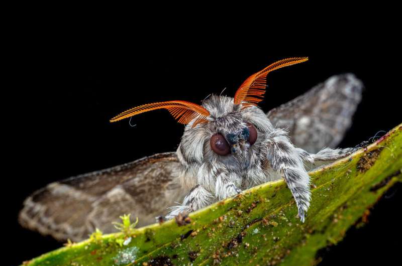 Global Insect Activity: Study Reveals Significant Nighttime Increase