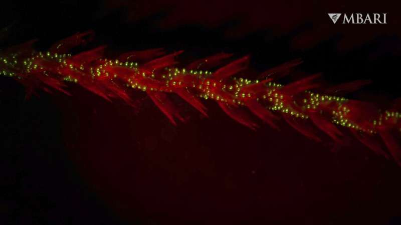 Ancient Bioluminescent Corals: The Origins of Glow-in-the-Dark Animals