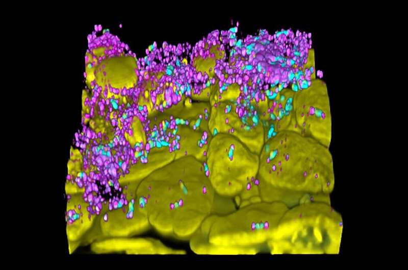 Understanding Host Response in Bacteriophage Therapy for Biofilms