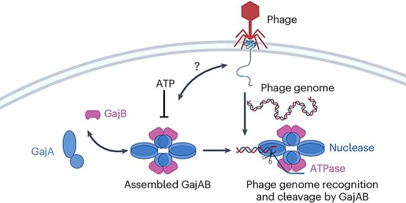 Bacterial Defense Mechanisms: New Insights into Viral Infection Resistance