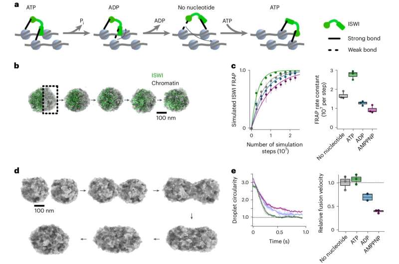 ISWI Enzyme Modifies Genetic Material: New Research Deciphers Mechanism