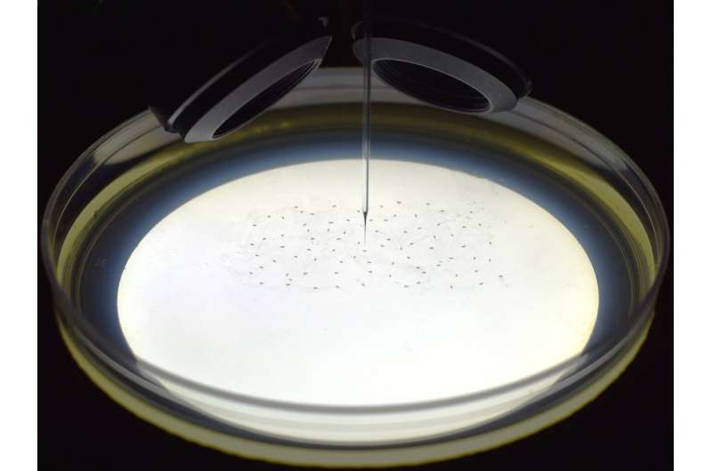 AI-Powered Robot Automates Microinjection for Advanced Genetics Research