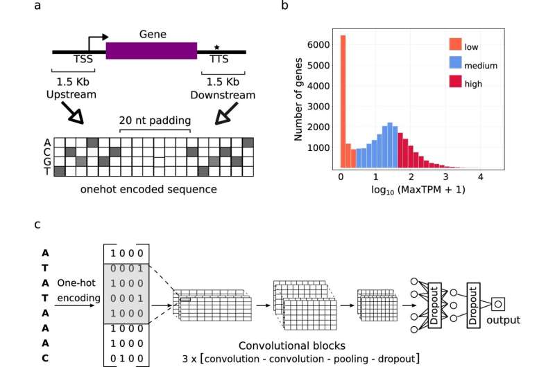 AI Predicts Gene Regulation in Plants with New Accuracy