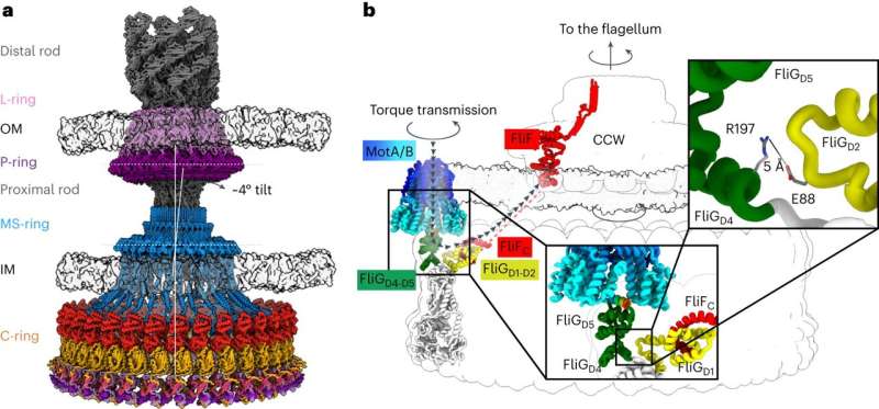 Understanding Bacterial Motility: New Insights into Chemotaxis and Infection