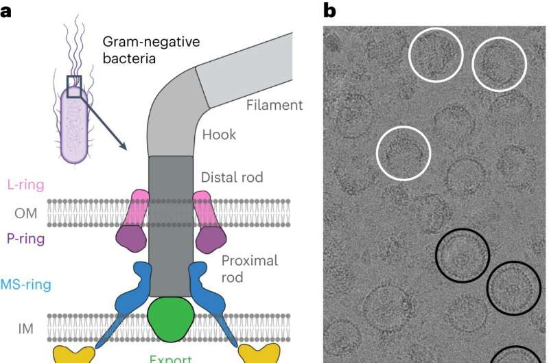 Understanding Bacterial Motility: New Insights into Chemotaxis and Infection