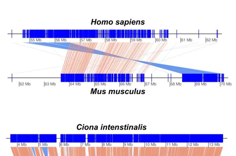 Genomic Analysis Reveals New Insights into Speciation and Gene Regulation in Zooplankton