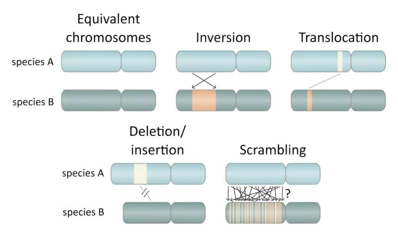 Genomic Analysis Reveals New Insights into Speciation and Gene Regulation in Zooplankton