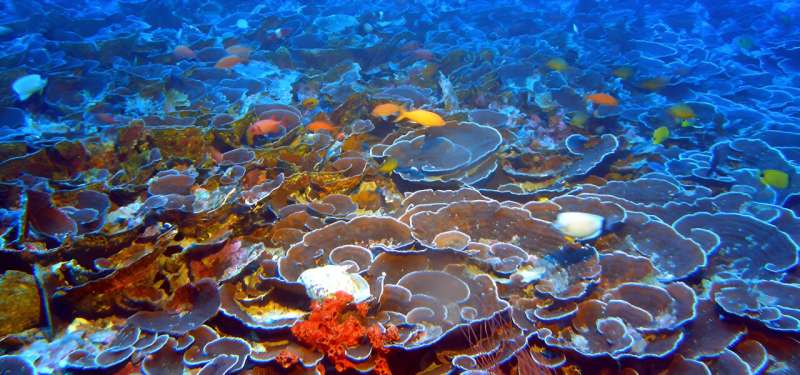 Coral Disease Forecasting System: Aiding Reef Conservation
