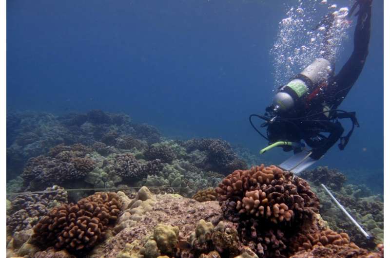 Coral Disease Forecasting System: Aiding Reef Conservation