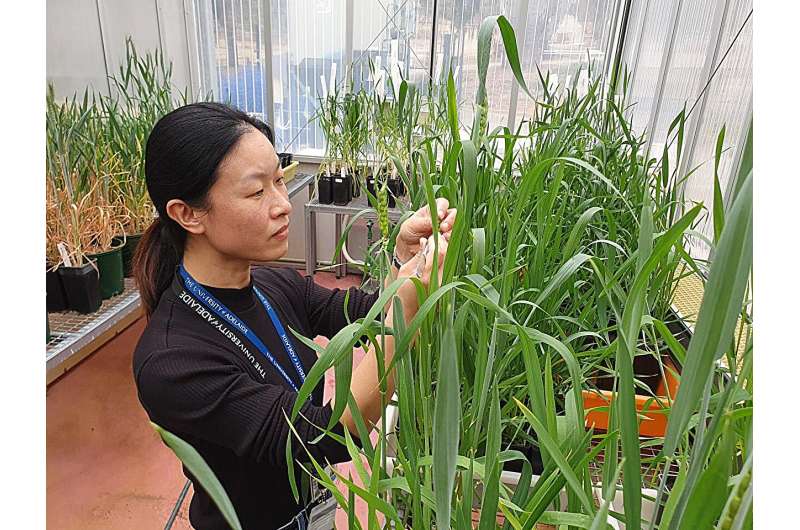 Genetic Breakthrough Offers Hope for Combating Wheat Disease