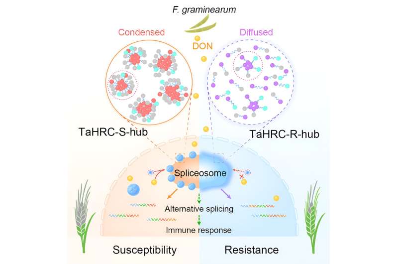Genetic Breakthrough Offers Hope for Combating Wheat Disease