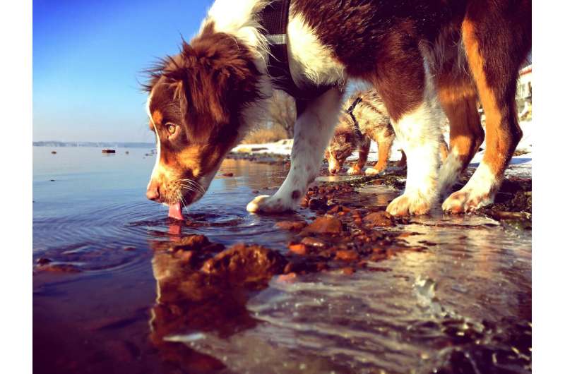 Leptospirosis in Dogs: Symptoms, Prevention & Treatment