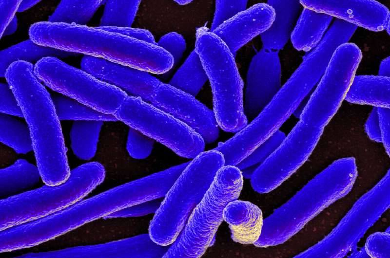 CRISPR Breakthrough: New Approach to Combat Antimicrobial Resistance