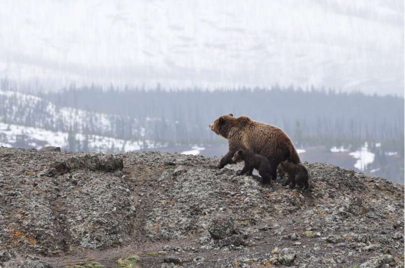 Grizzly Bear Reintroduction to Washington s North Cascades Approved
