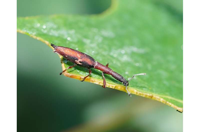 Citizen Science & Biodiversity: Discovering Rare Species in Your Backyard