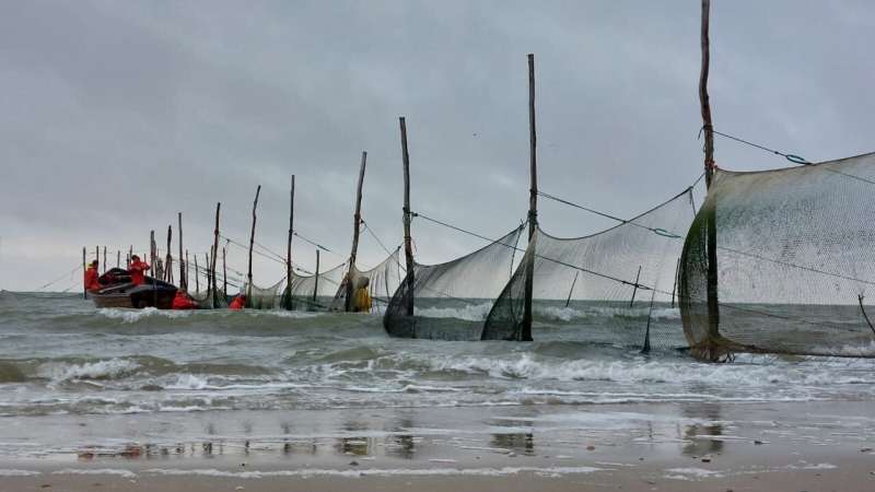 Climate Change Impacts Herring Migration Timing in the Wadden Sea