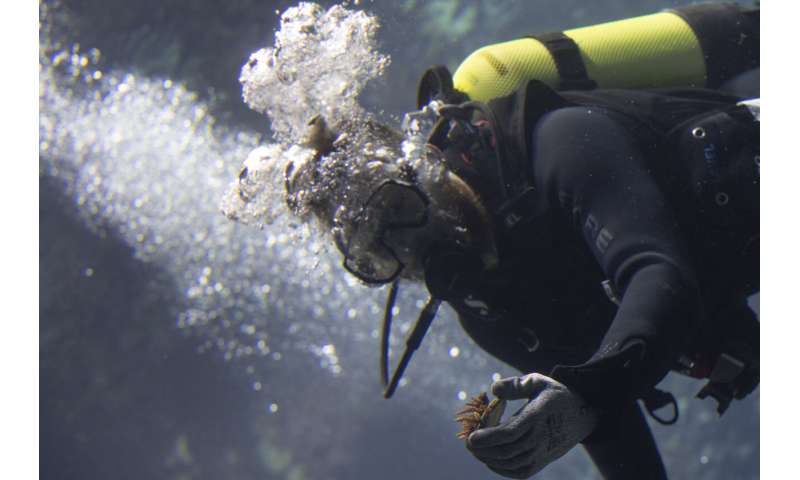 Zoo-Bred Corals Enhance Europe s Largest Reef - A Scientific Breakthrough