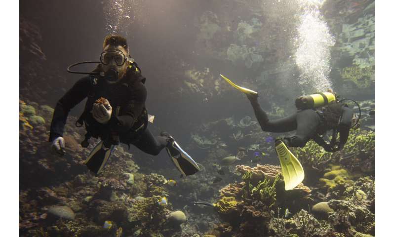 Zoo-Bred Corals Enhance Europe s Largest Reef - A Scientific Breakthrough