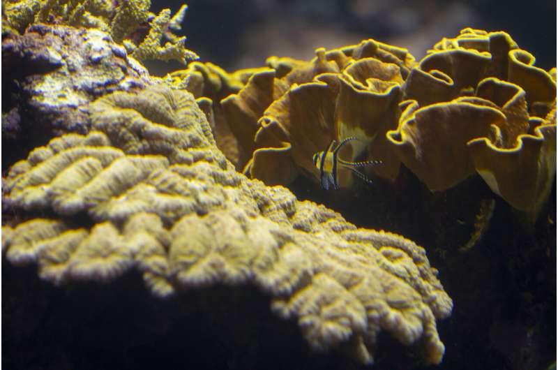 Zoo-Bred Corals Enhance Europe s Largest Reef - A Scientific Breakthrough