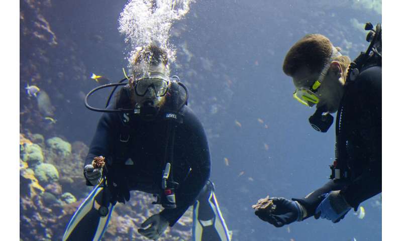 Zoo-Bred Corals Enhance Europe s Largest Reef - A Scientific Breakthrough