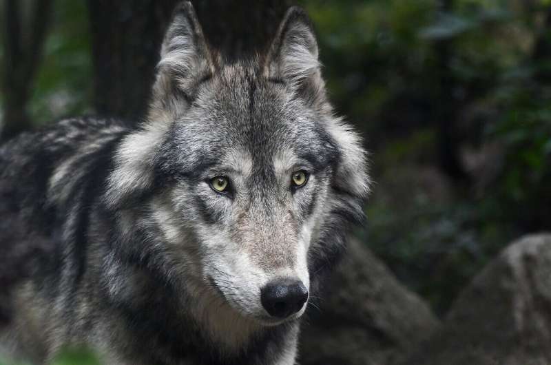 Colorado Wolf Population: Breeding Concerns After Livestock Incidents