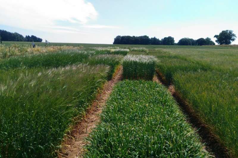 Barley Roots Shape Soil Microbe Communities with Sugar Signals
