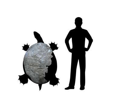 Ancient Giant Tortoise Fossils Unearthed in Colombian Andes - 57 Million Years Old