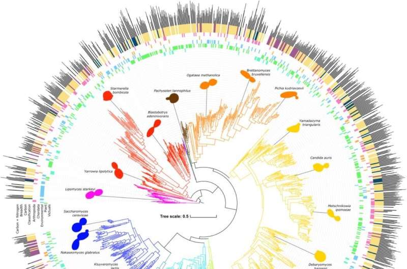 Yeast Research Reveals Insights into Species Specialization vs. Generalization