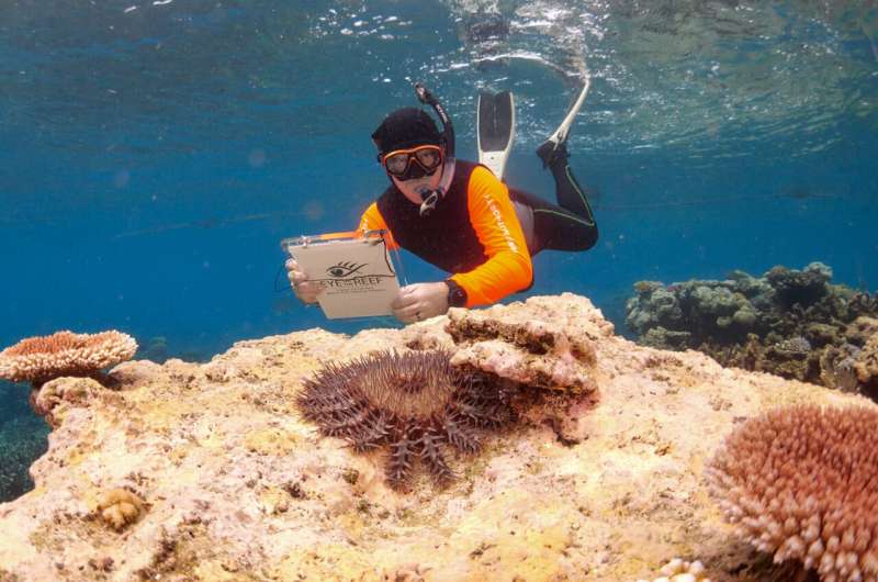 Starfish Culling Aids Great Barrier Reef Recovery: A Promising Conservation Strategy