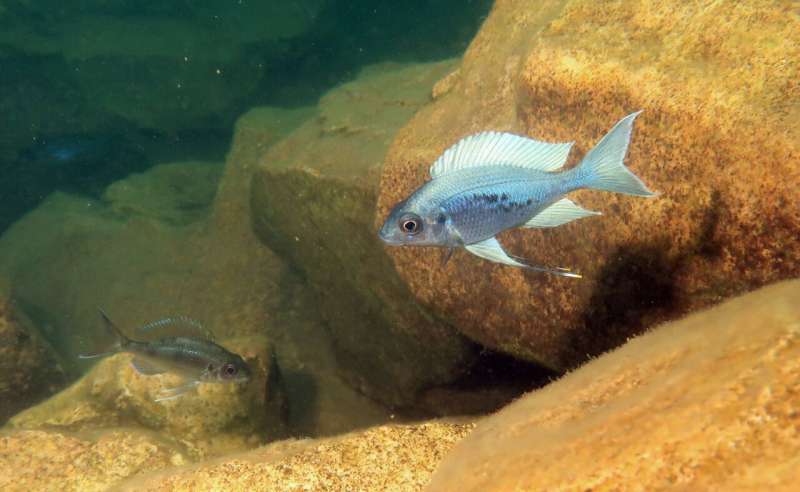 Cichlid Curiosity: How Exploratory Behavior Drives Biodiversity & Adaptation